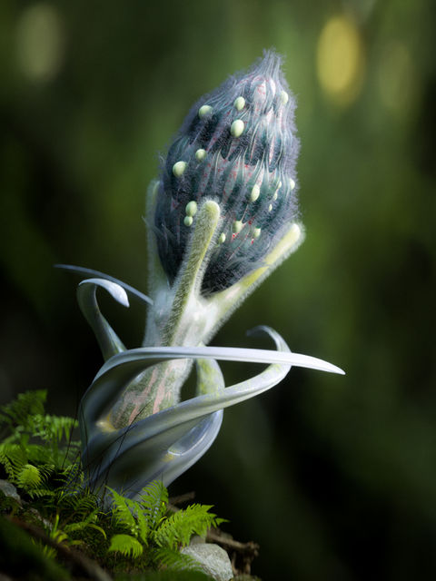 NATURE STUDY