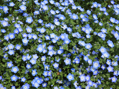 Dense field of blue and white wildflowers blooms, with vibrant green leaves in the background, creating a cheerful and lively scene.