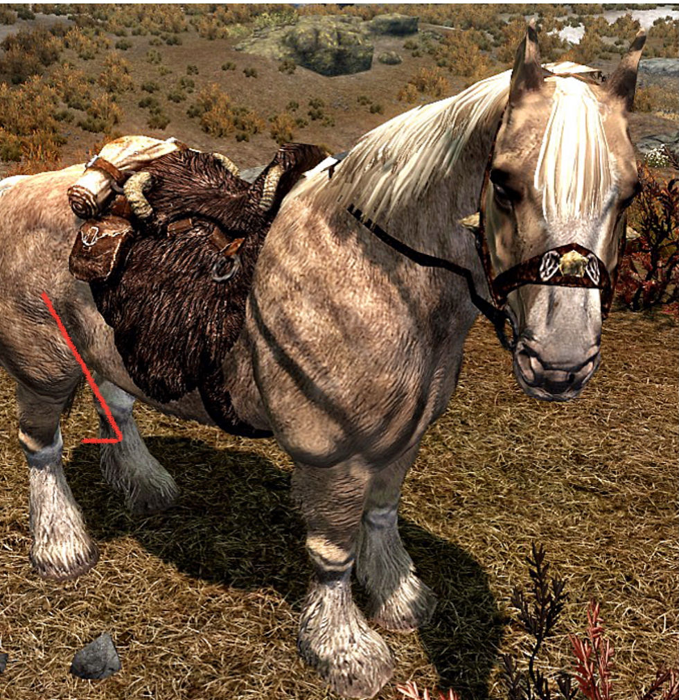 Skyrian Horse - Cavalo Típico da ilha de Skyros