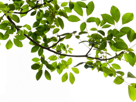 Leaf Collection begins today