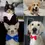 Thumbnail: 4PC Adjustable Bow Ties for Stylish Pet Grooming and Fashionable Puppy Neckties