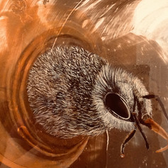Judy Thompson, Emerge or Not!, Acrylic, 16 X 20, $150.jpeg