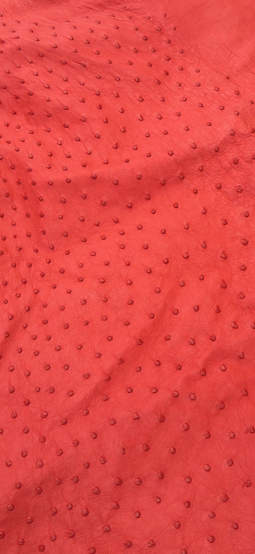 Autruche Poppy