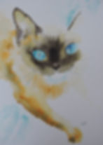 Burmese if you please