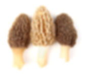 yellow morel mushroom