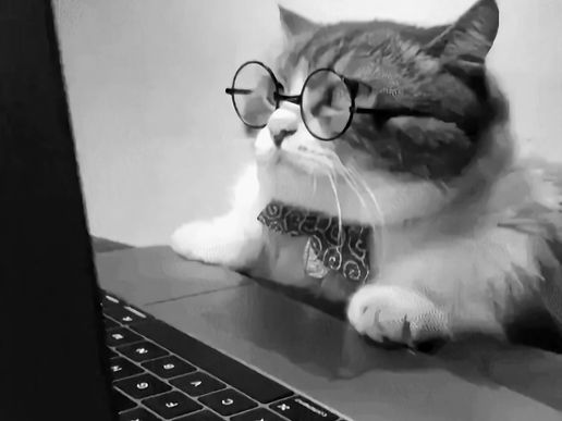 um gato de óculos de grau lendo algo no notebook