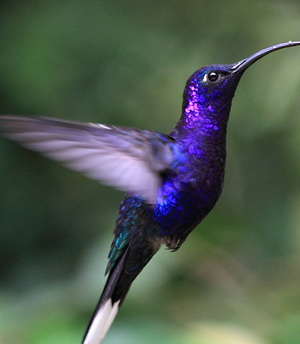 Blue Hummingbird