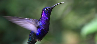 colibri azul
