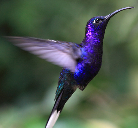 Blue Hummingbird