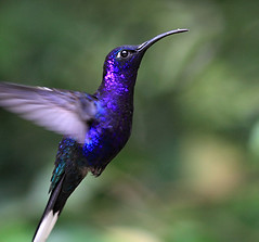 Blue Hummingbird