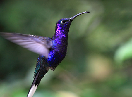 purple hummingbird