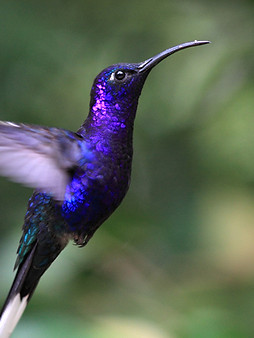 Blue Hummingbird