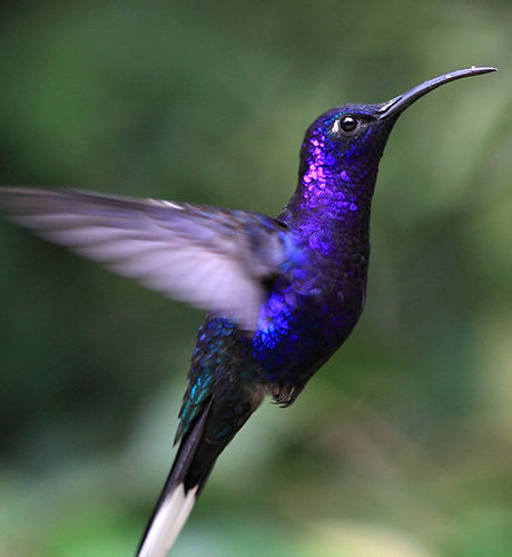 Blue Hummingbird