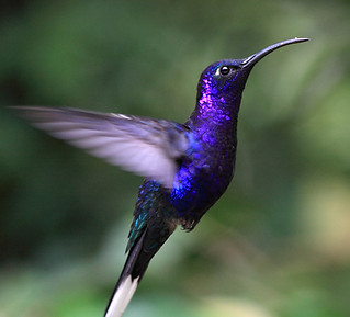 Blue Hummingbird