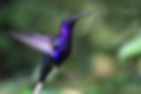 Colibrí azul