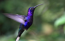 Colibrí azul