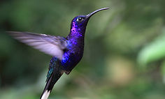Blue Hummingbird
