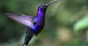 Blue Hummingbird