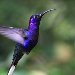 The Ornithologist's Field Guide to Love
