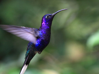 Hummingbirds - Carrying Messages of Love and Joy