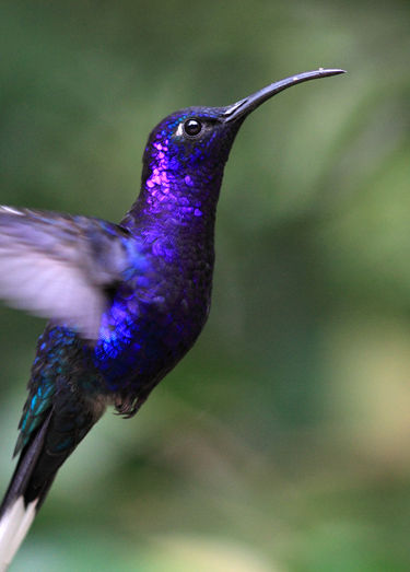 Blue Hummingbird