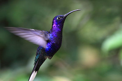 Blue Hummingbird