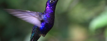 Blue Hummingbird