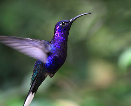 Blue Hummingbird on the property