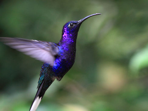 Cobblestone Secrets and Hummingbird Pins