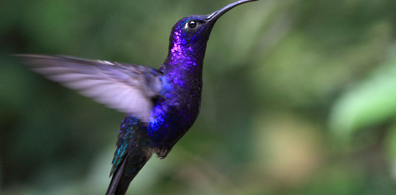 Blue Hummingbird