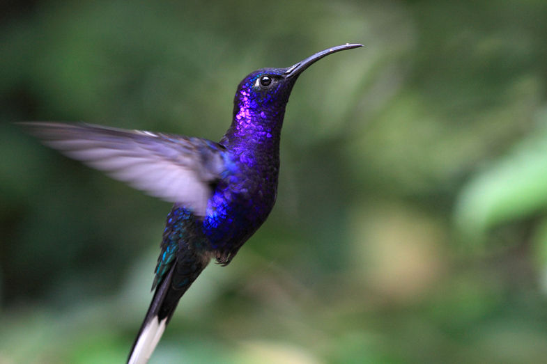 Blue Hummingbird