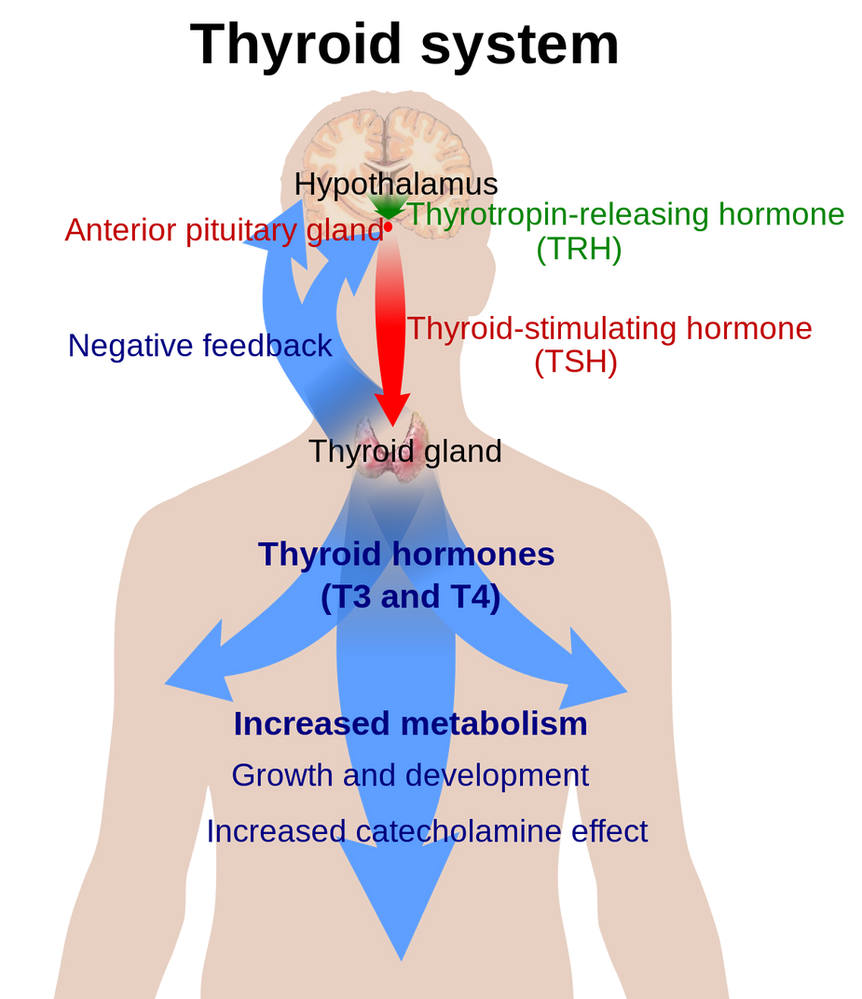 How Is My Thyroid Gland Affecting Me 