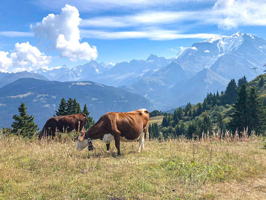 cows on the Mont Blanc summer pastures near Chamonix