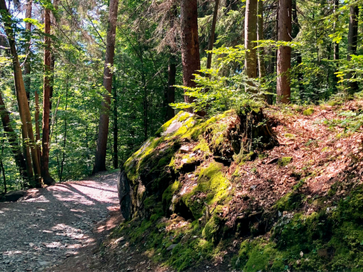 coniferous forest trail in Haute-Savoie in spring
