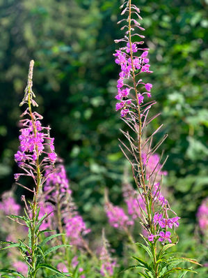 Des fleurs roses de montagne au printemps avec des arbres en arrière plan