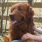 Nate's Golden Prince