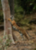 Tigre marcando território. Fonte: Tigers!
