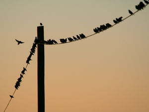 8 Ways Birds Can Get Electrocuted on Overhead Transmission Lines