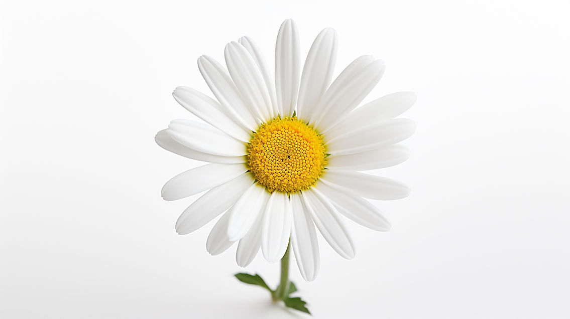 vecteezy_photo-of-beautiful-daisy-flower-isolated-on-white_29858648.jpg