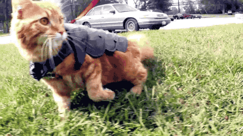 Cat Armor