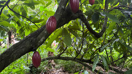Stunning cacao pods hanging from the branches of a cacao tree in the Dominican Republic, surrounded by lush green foliage.