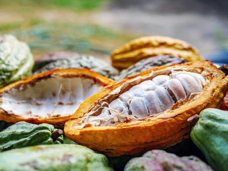 Split cacao pod revealing white pulp-covered cacao beans surrounded by colorful cacao pods, illustrating the often-overlooked beginnings of chocolate before it becomes a finished bar.