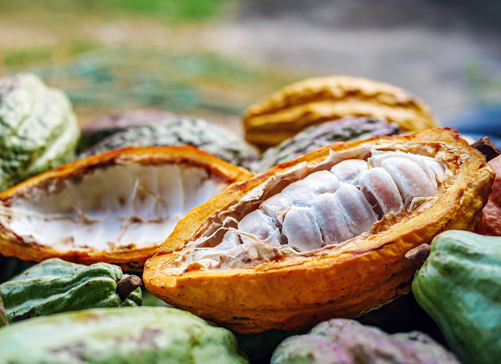 Split cacao pod revealing white pulp-covered cacao beans surrounded by colorful cacao pods, illustrating the often-overlooked beginnings of chocolate before it becomes a finished bar.