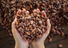 The Scent of Memory: Why an Aroma Can Take Us Back