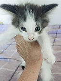 adopted1_edited.jpg