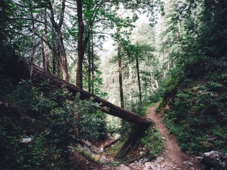 本日はオハイオ州シンシナティ市のフレンチパークで、奥さん・息子と一緒にトレイルラン、4マイル弱、気持ちよく走ることができました! 走り始めは寒かったですが、晴天に恵まれましたので、快適でしたね。