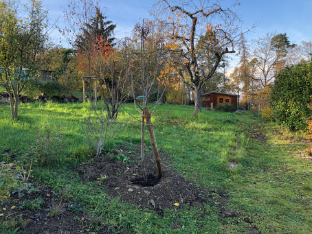 Oktober 2022 neu gepflanzt : Der Speierling