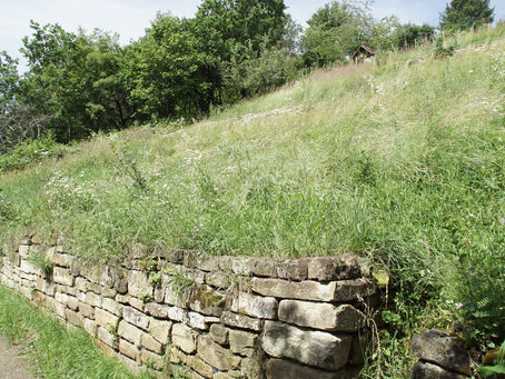Botanische Führung am 7. Juli 2022 über den Waiblinger Berg