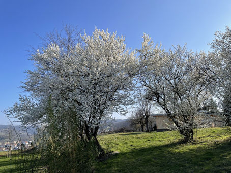 Frühlingsimpressionen
