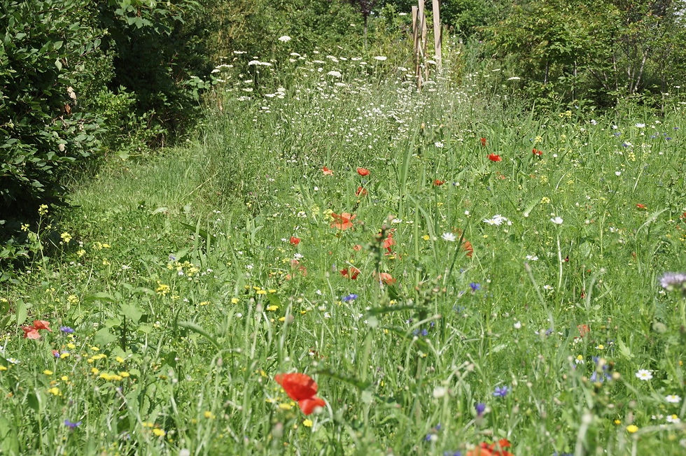 Wildblumenweise im frühen Stadium T 1
